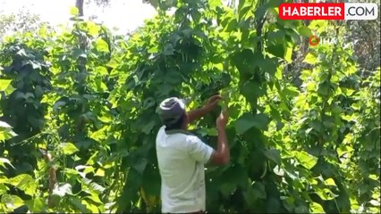 Yozgat'ta ata tohumu ile fasulye üretiyor