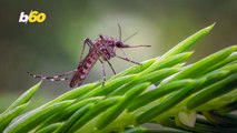 Here’s How to Treat and Prevent Mosquito Bites