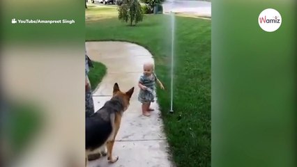 Pastor alemán se lanza sobre el bebé que juega en el jardín: sus padres se quedan en shock