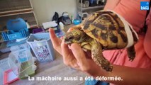 U Pettirossu : unique refuge pour Tortues d'Hermann en Corse