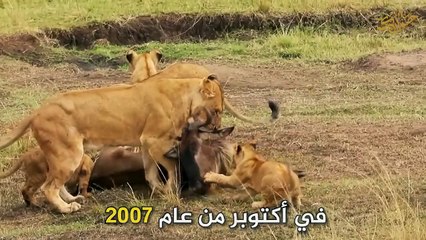 الأسد سكارفيس، ملك ملوك أفريقيا وقاهر الضباع والتماسيح.