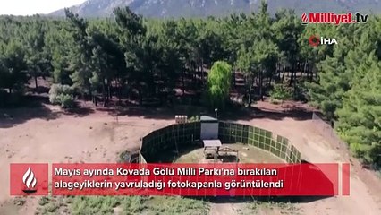 Mayıs ayında Isparta’ya bırakılan ala geyiklerin ilk yavruları fotokapanla görüntülendi