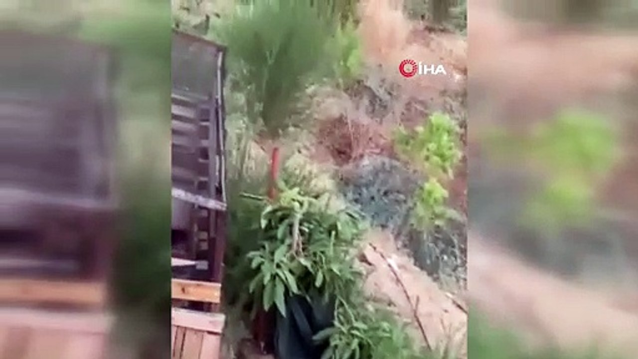 Gülümseten sohbet! Tilki ile bahçe sahibi dost oldu