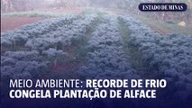 Meio ambiente: recorde de frio congela plantação de alface
