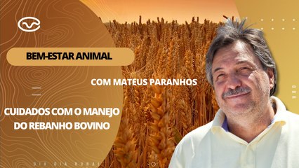 Bem-estar Animal: Cuidados com o manejo do rebanho bovino