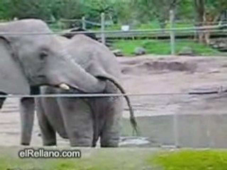 Elefante affamato