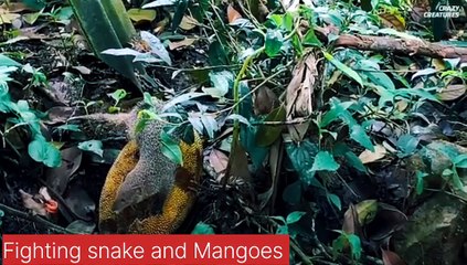 How does mongoose kill cobras amazing