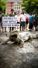 Giant crocodile rescued in India