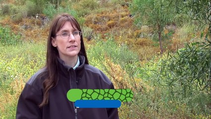 Restoring Cacti After Wildfires Is The Mission For These Scientists