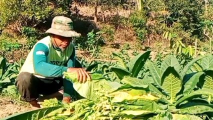 Petani Lereng Gunung Wilis Madiun Panen Tembakau