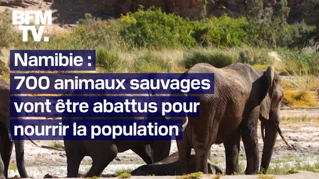 En Namibie, plus de 700 animaux sauvages vont être abattus pour nourrir la population victime de la sécheresse