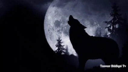 Wolf,s amazing information | wolf KY herankon malomat