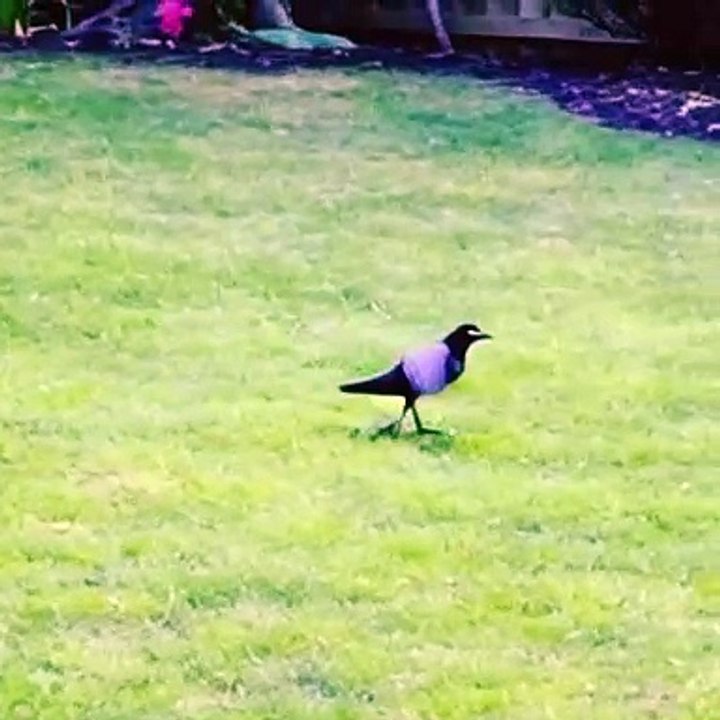 Thirsty crow| Moral story in English|Best story of thirsty croe