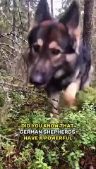 TOP 5 Guard Dogs  for Busy People