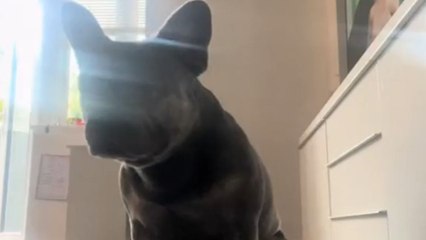 Chicken nugget challenge: Dog waits for mom to let him enjoy his nugget