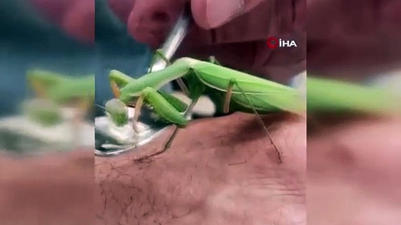 Görenler inanamadı! Peygamber devesi böyle su içti