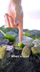 How A Seed Grows Into A Plant  #ViralVideo #trending #Famous #USA #Canada #Germany #Korea #Shareme