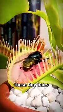 How A Venus Fly Trap Works #ViralVideo #trending #Famous #USA #Canada #Germany #Korea #Shareme
