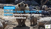 En Chile nace 'Silverio', el tercer rinoceronte blanco en Sudamérica