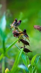 Beautiful birds playing | bird lovers