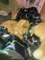 Tour and explanation