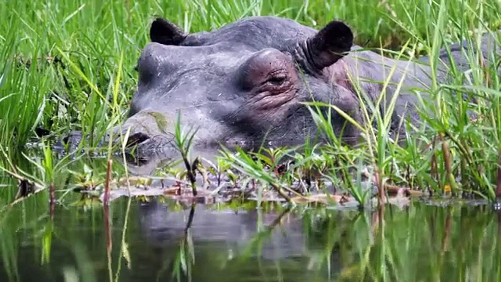8K Colorful Wildlife Animals Collection in 8K