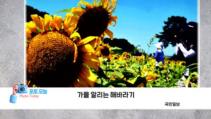 [포토오늘] 가을 알리는 해바라기  / YTN