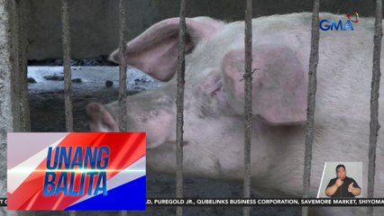 Pagbabakuna kontra-African Swine Fever, magsisimula na ngayong araw | Unang Balita