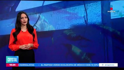 Aumentan los casos de mordeduras de delfines en Japón
