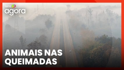 Produtor rural relata sofrimento de animais durante queimadas em Goiás: 'Trauma'