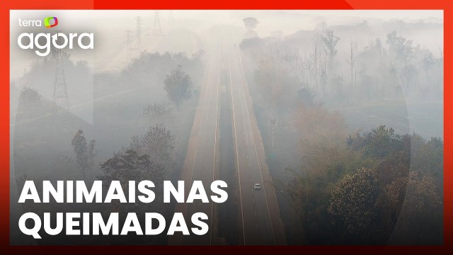 Produtor rural relata sofrimento de animais durante queimadas em Goiás: 'Trauma'