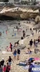 #sealions #sea #popular