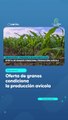 Oferta de granos condiciona la producción avícola