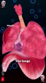 The Incredible Resilience of the Heart and Lungs    . . . . #anatomy #heart #smoker #lunges #lungs #pregnancy #medicina #doctor #america #माहवारी #pregnant #gravidez #information #SmartDoctor1 #Smart_Doctor #smartdoctor #oxygen #body  #human #male #fe