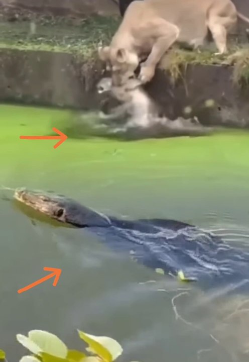 Viral video pet