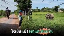 แม่ควายมองแรง เจอช้างพี่เบิ้มเดินผ่าน !