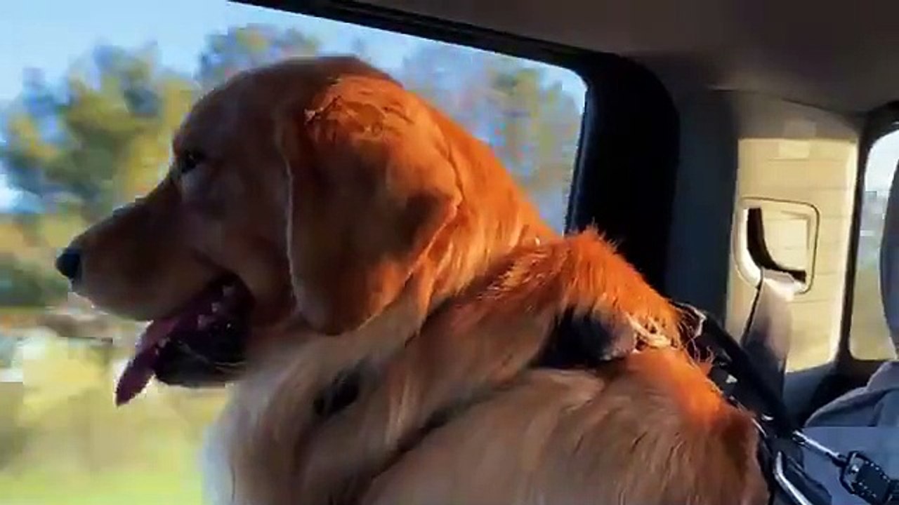 My Dog Calls a Trainer (FEAT. TOM DAVIS)