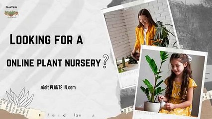 best indoor plants for your space