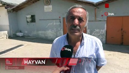 Sivas'ta hayvancıların çoban isyanı: Türk kalmadı, Afgan mum tutturuyor