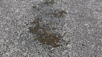 Grèce : pourquoi le port de Volos est-il envahi de poissons morts ?