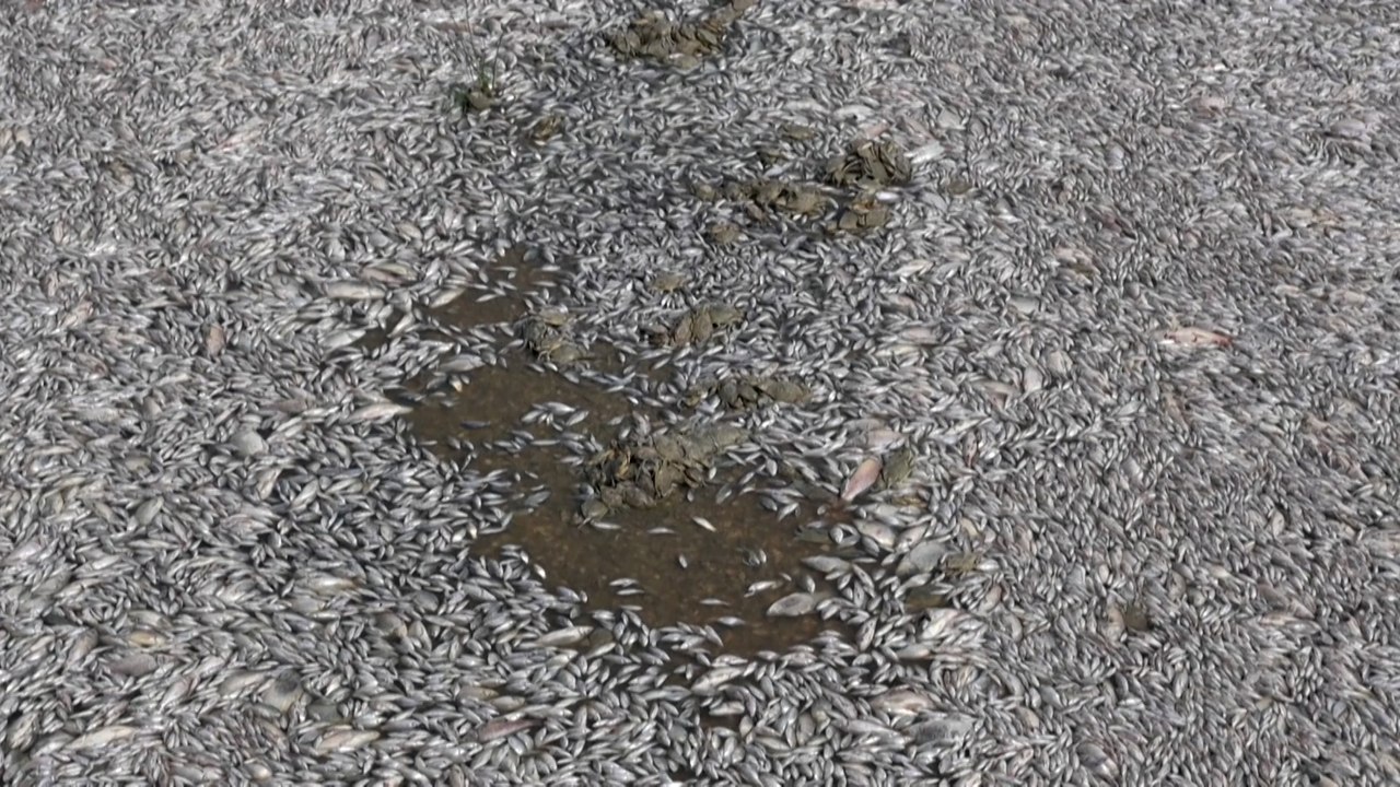 Grèce : pourquoi le port de Volos est-il envahi de poissons morts ?