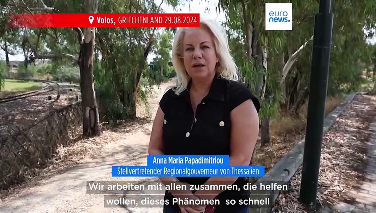 Ausnahmezustand in Griechenland: Tausende tote Fische im Hafen von Volos