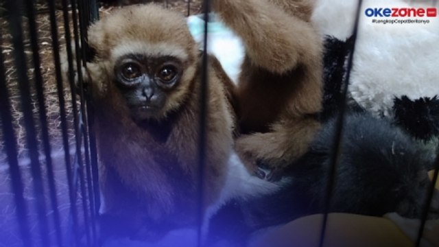Bea Cukai Bandara Soetta Gagalkan Penyelundupan Primata Langka, Begini Modusnya