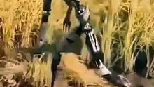 Agriculture