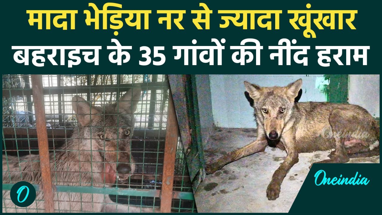 Bahraich Bhediya: खूंखार 2 मादा भेड़िया पकड़ी गई, फिर भी हमले की दहशत क्यों कायम | वनइंडिया हिंदी