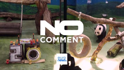 День рождения у самой старой панды Тайваня