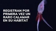 Registran por primera vez un raro calamar en su hábitat