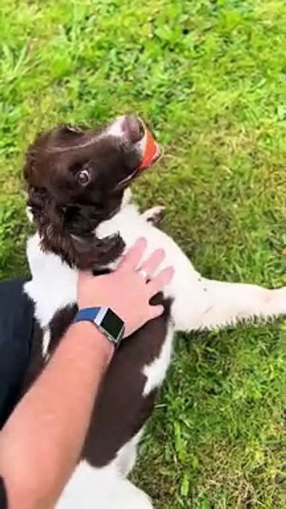 Adorable moment a working police dog gets BELLY...