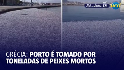 Porto de cidade na Grécia é tomado por toneladas de peixes mortos