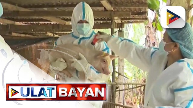 Pagbabakuna sa mga baboy sa Lobo, Batangas para pigilan ang paglaganap ng ASF, sinimulan na ng D.A.